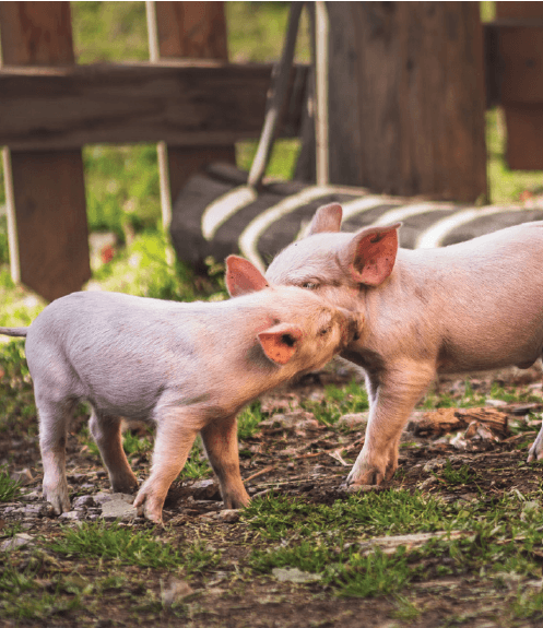 Rage du raton laveur : les porcs élevés en plein air peuvent être vaccinés sans frais